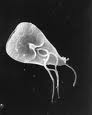 Gardia.l Trophozoit