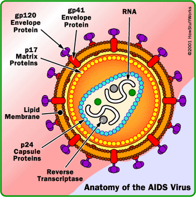 AIDS Virus Shape