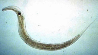 Oxyuris