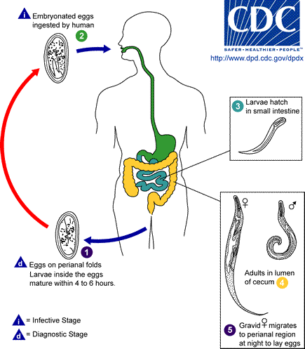 Enterobius Life Cycle