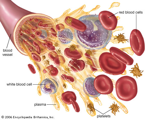 blood cells. White Blood cells ( Leucocytes